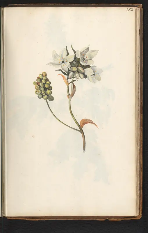 Witte bloem Wall Art by anonymous - High-Resolution Digital Print