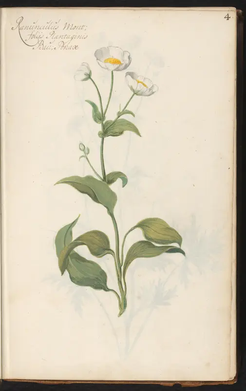 Witte boterbloem (Ranunculus amplexicaulis) Wall Art by anonymous - High-Resolution Digital Print