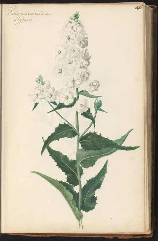Witte damastbloem (Hesperis matronalis) Wall Art by anonymous - High-Resolution Digital Print