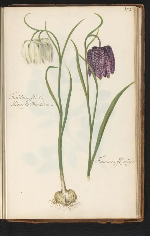 Witte en paarse kievitsbloem (Fritillaria meleagris) Wall Art by anonymous - High-Resolution Digital Print