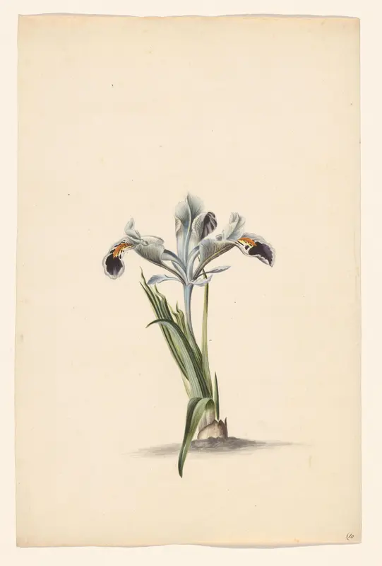 Witte iris Wall Art by Unknown - High-Resolution Digital Print