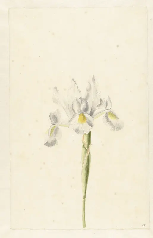 Witte iris (Iris albicans) Wall Art by Unknown - High-Resolution Digital Print