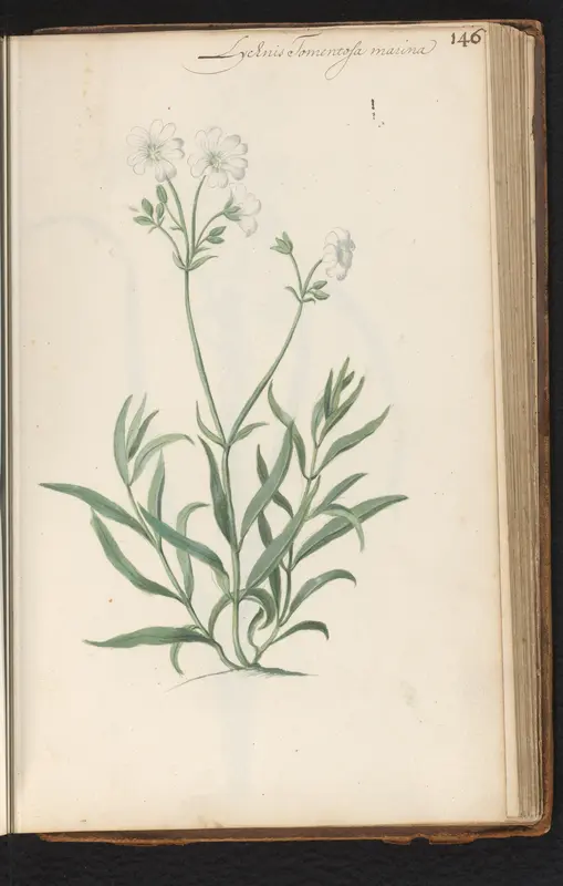 Witte koekoeksbloem (Lychnis) Wall Art by anonymous - High-Resolution Digital Print