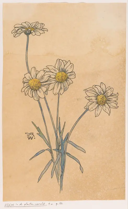 Witte margrieten Wall Art by Unknown - High-Resolution Digital Print