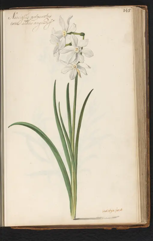 Witte narcissus jonquilla Wall Art by Unknown - High-Resolution Digital Print