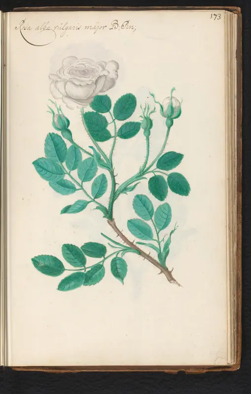 Witte roos (Rosaceae) Wall Art by anonymous - High-Resolution Digital Print