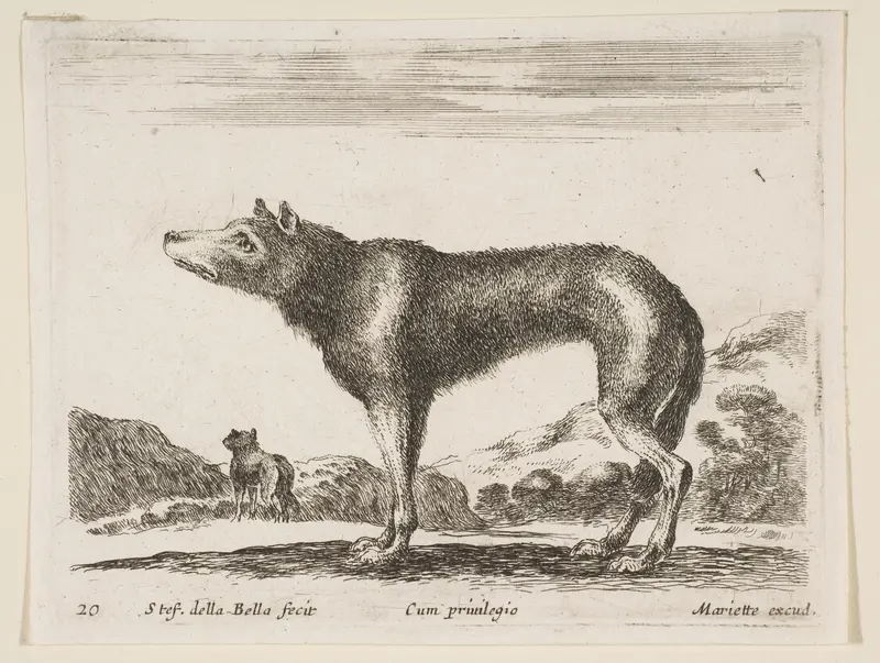 Wolf, plate 20 from "Various Animals" (Diversi Animali) Wall Art by Stefano della Bella - High-Resolution Digital Print