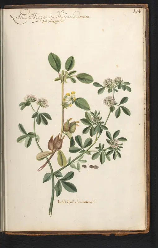 Wondklaver (Anthyllis vulneraria) Wall Art by anonymous - High-Resolution Digital Print
