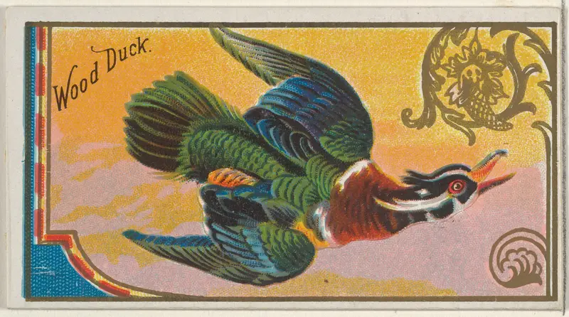Wood Duck, from the Game Birds series (N13) for Allen & Ginter Cigarettes Brands Wall Art by Allen & Ginter - High-Resolution Digital Print