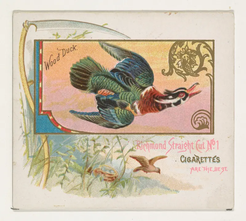 Wood Duck, from the Game Birds series (N40) for Allen & Ginter Cigarettes Wall Art by Allen & Ginter - High-Resolution Digital Print