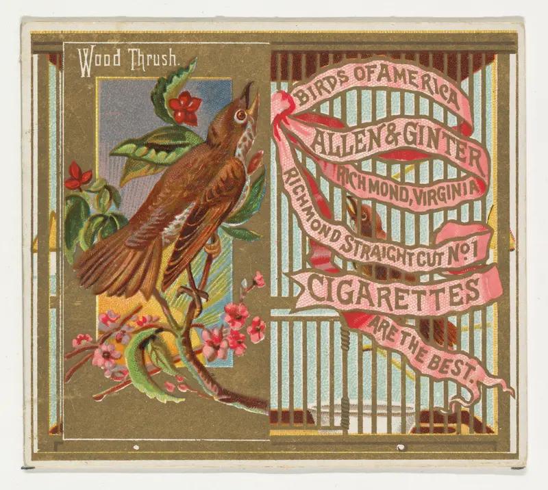 Wood Thrush, from the Birds of America series (N37) for Allen & Ginter Cigarettes Wall Art by Allen & Ginter - High-Resolution Digital Print