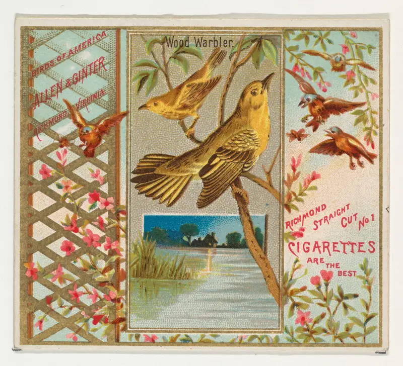Wood Warbler, from the Birds of America series (N37) for Allen & Ginter Cigarettes Wall Art by Allen & Ginter - High-Resolution Digital Print