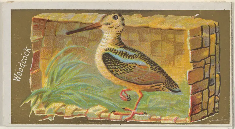 Woodcock, from the Game Birds series (N13) for Allen & Ginter Cigarettes Brands Wall Art by Allen & Ginter - High-Resolution Digital Print