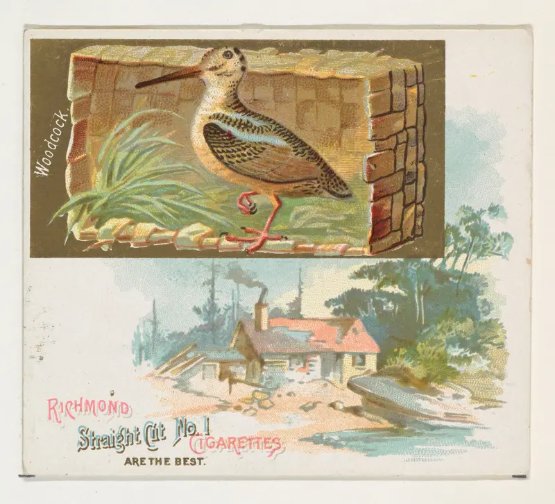 Woodcock, from the Game Birds series (N40) for Allen & Ginter Cigarettes Wall Art by Allen & Ginter - High-Resolution Digital Print