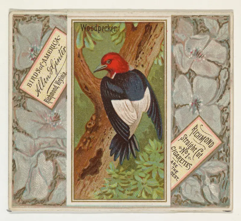 Woodpecker, from the Birds of America series (N37) for Allen & Ginter Cigarettes Wall Art by Allen & Ginter - High-Resolution Digital Print