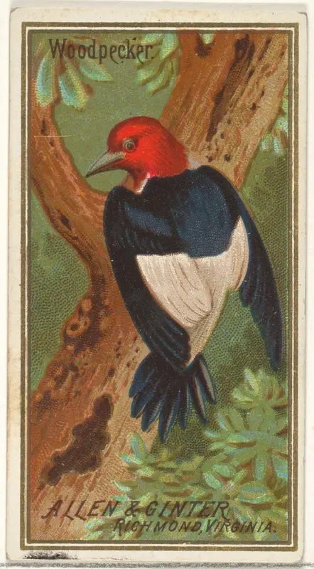 Woodpecker, from the Birds of America series (N4) for Allen & Ginter Cigarettes Brands Wall Art by Allen & Ginter - High-Resolution Digital Print