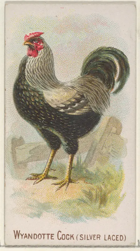 Wyandotte Cock (Silver Laced), from the Prize and Game Chickens series (N20) for Allen & Ginter Cigarettes Wall Art by Allen & Ginter - High-Resolution Digital Print