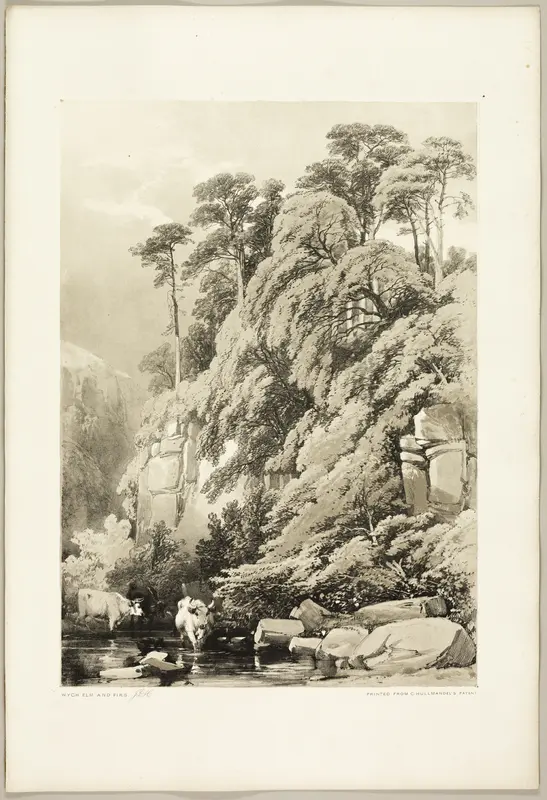 Wych Elm and Firs, from The Park and the Forest Wall Art by James Duffield Harding - High-Resolution Digital Print