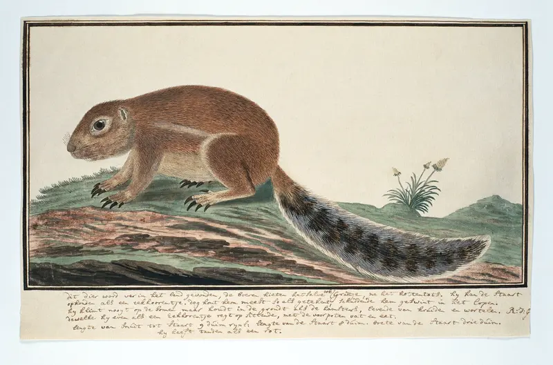 Xerus inauris (Kaapse grondeekhoorn) Wall Art by Unknown - High-Resolution Digital Print