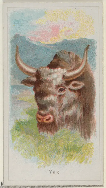 Yak, from the Wild Animals of the World series (N25) for Allen & Ginter Cigarettes Wall Art by Allen & Ginter - High-Resolution Digital Print