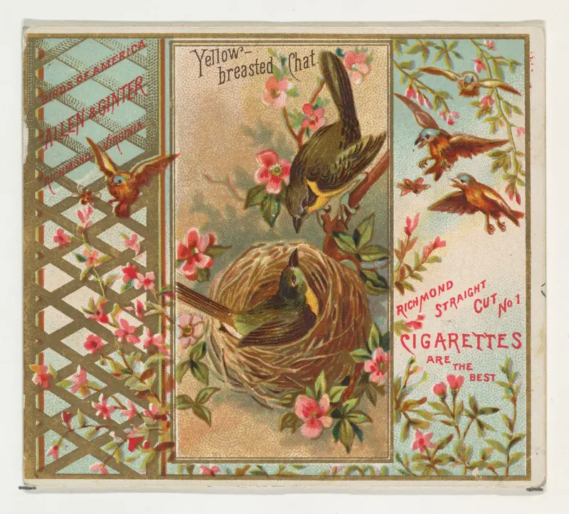 Yellow-breasted Chat, from the Birds of America series (N37) for Allen & Ginter Cigarettes Wall Art by Allen & Ginter - High-Resolution Digital Print