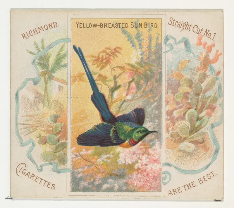 Yellow-Breasted Sun Bird, from Birds of the Tropics series (N38) for Allen & Ginter Cigarettes Wall Art by Allen & Ginter - High-Resolution Digital Print