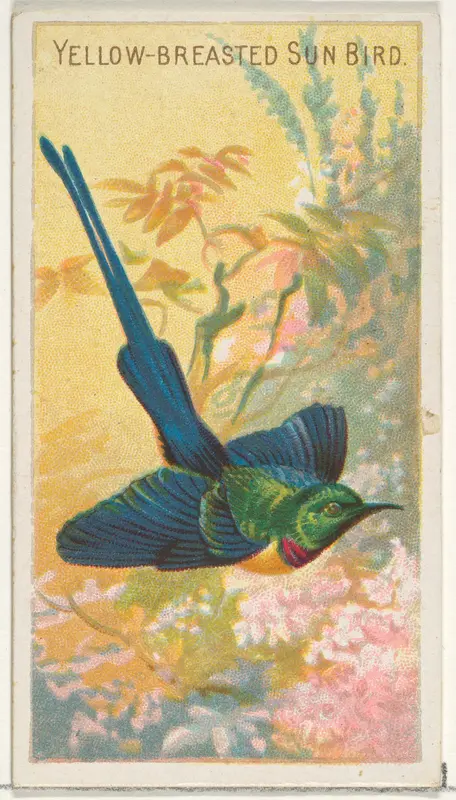 Yellow-Breasted Sun Bird, from the Birds of the Tropics series (N5) for Allen & Ginter Cigarettes Brands Wall Art by Allen & Ginter - High-Resolution Digital Print