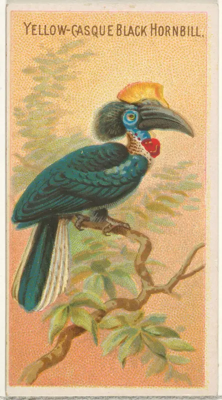 Yellow-Casque Black Hornbill, from the Birds of the Tropics series (N5) for Allen & Ginter Cigarettes Brands Wall Art by Allen & Ginter - High-Resolution Digital Print