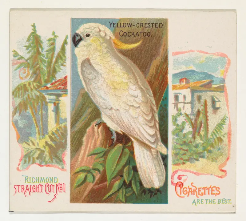 Yellow-Crested Cockatoo, from Birds of the Tropics series (N38) for Allen & Ginter Cigarettes Wall Art by Allen & Ginter - High-Resolution Digital Print