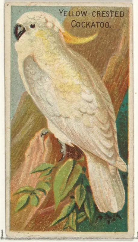 Yellow-Crested Cockatoo, from the Birds of the Tropics series (N5) for Allen & Ginter Cigarettes Brands Wall Art by Allen & Ginter - High-Resolution Digital Print