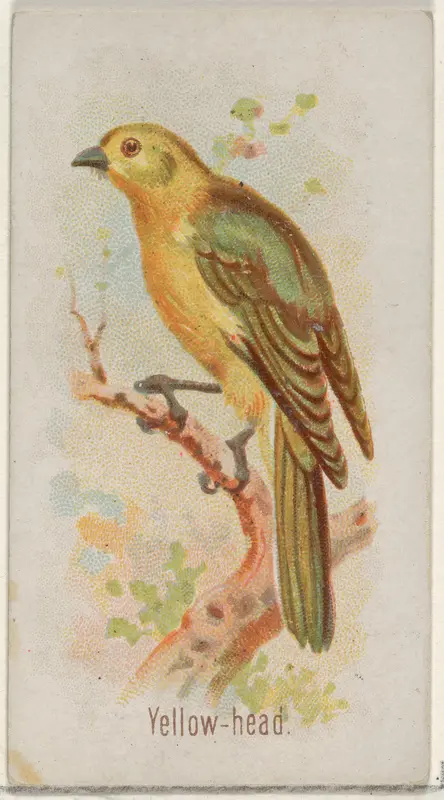 Yellow-head, from the Song Birds of the World series (N23) for Allen & Ginter Cigarettes Wall Art by Allen & Ginter - High-Resolution Digital Print