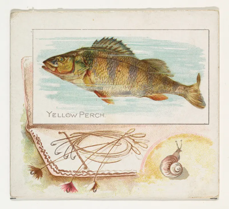 Yellow Perch, from Fish from American Waters series (N39) for Allen & Ginter Cigarettes Wall Art by Allen & Ginter - High-Resolution Digital Print