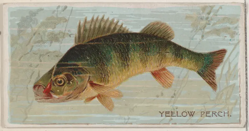 Yellow Perch, from the series Fishers and Fish (N74) for Duke brand cigarettes Wall Art by Knapp & Company - High-Resolution Digital Print