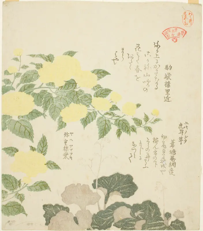Yellow Roses (Yae yamabuki) and Creeping Saxifrages (Yukinoshita), from the series "Collection of Plants for the Kasumi Poetry Circle (Kasumi-ren somoku awase)" Wall Art by Kubo Shunman - High-Resolution Digital Print