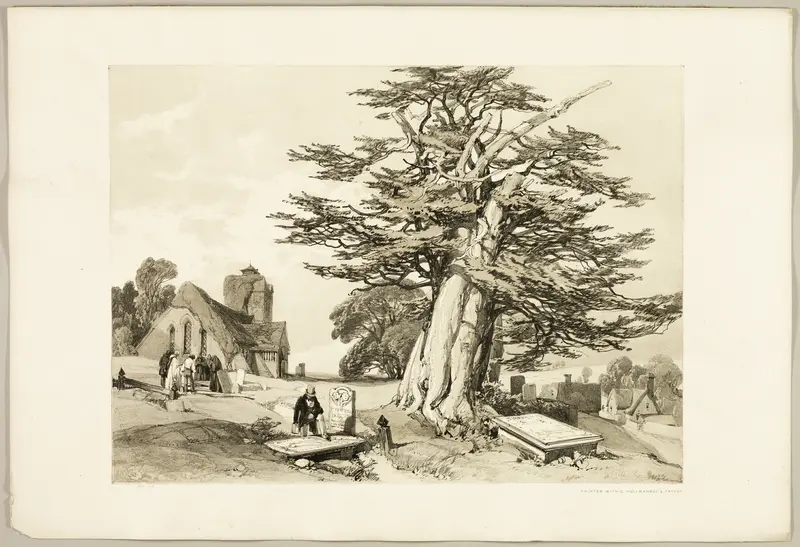 Yew, from The Park and the Forest Wall Art by James Duffield Harding - High-Resolution Digital Print