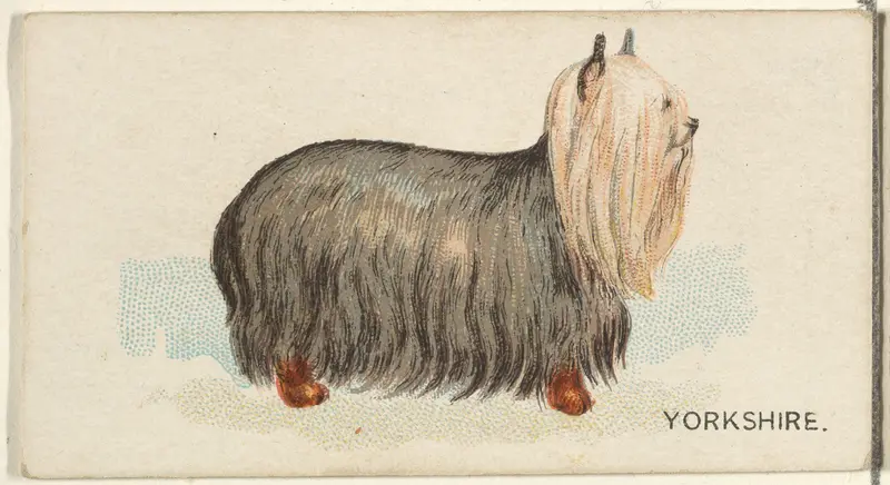 Yorkshire, from the Dogs of the World series for Old Judge Cigarettes Wall Art by Goodwin & Company - High-Resolution Digital Print