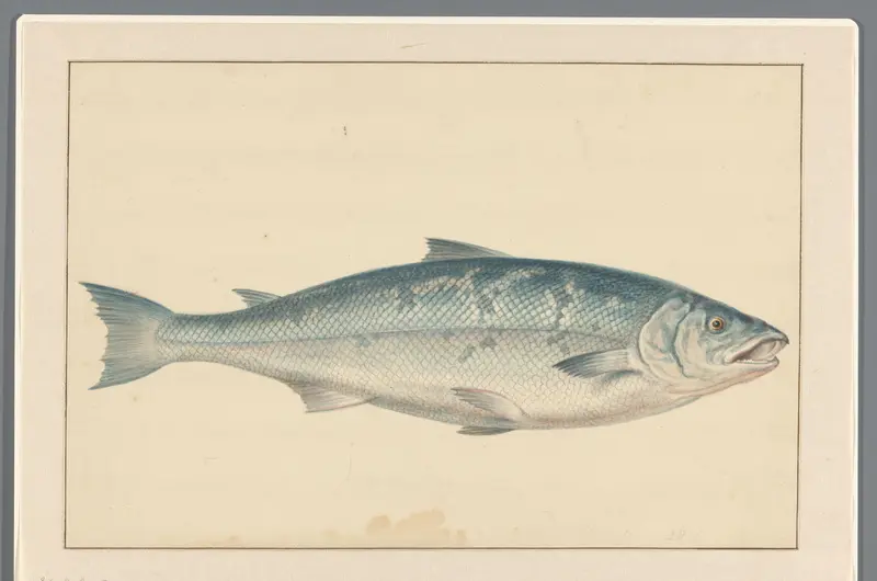 Zalm Wall Art by anonymous - High-Resolution Digital Print