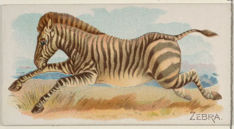 Zebra, from the Quadrupeds series (N21) for Allen & Ginter Cigarettes Wall Art by Allen & Ginter - High-Resolution Digital Print