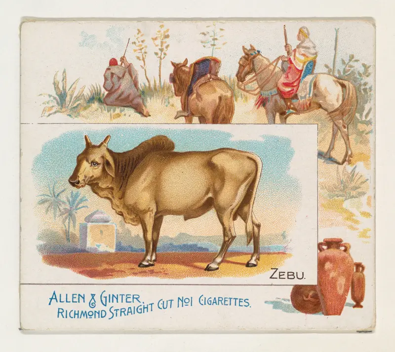 Zebu, from Quadrupeds series (N41) for Allen & Ginter Cigarettes Wall Art by Allen & Ginter - High-Resolution Digital Print