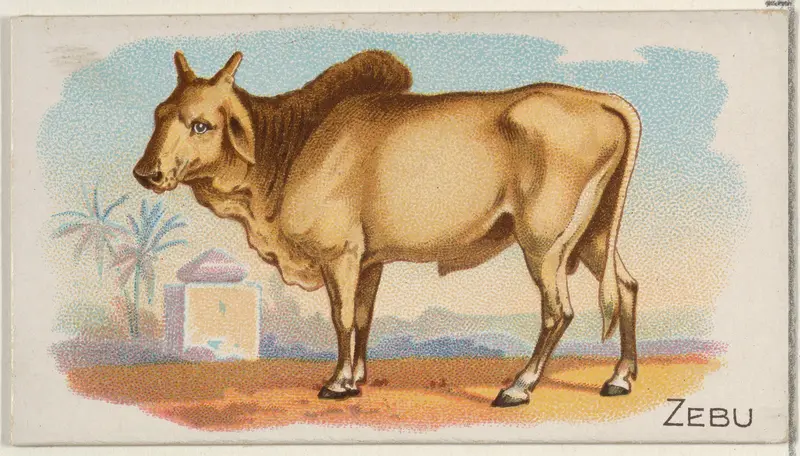 Zebu, from the Quadrupeds series (N21) for Allen & Ginter Cigarettes Wall Art by Allen & Ginter - High-Resolution Digital Print