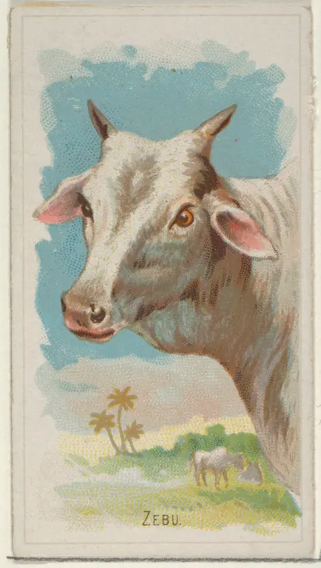 Zebu, from the Wild Animals of the World series (N25) for Allen & Ginter Cigarettes Wall Art by Allen & Ginter - High-Resolution Digital Print
