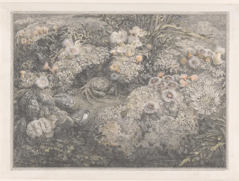 Zeebodem met planten en dieren Wall Art by Dirk van Gelder - High-Resolution Digital Print