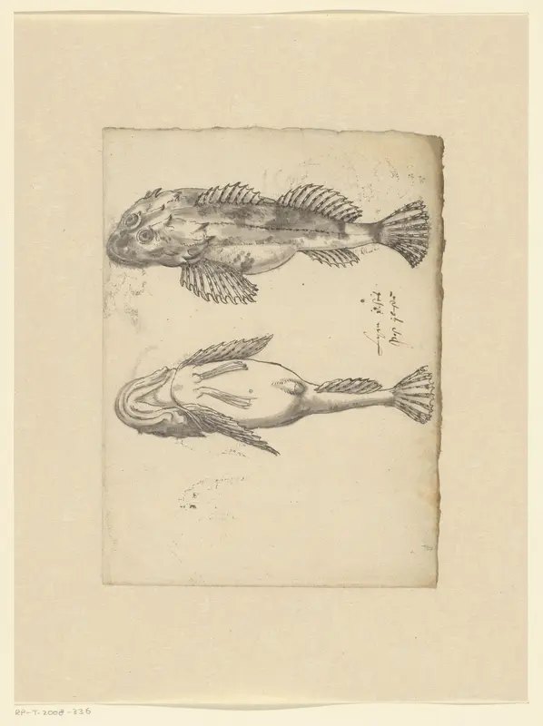Zeedonderpad (Myoxocephalus scorpius) Wall Art by anonymous - High-Resolution Digital Print