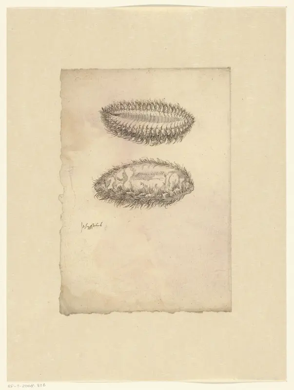 Zeemuis (Aphrodita aculeata) Wall Art by anonymous - High-Resolution Digital Print