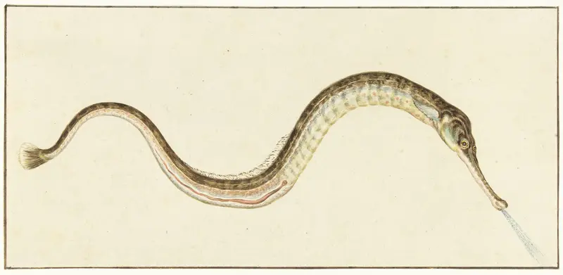 Zeenaald (Syngnatus Acus) Wall Art by Unknown - High-Resolution Digital Print