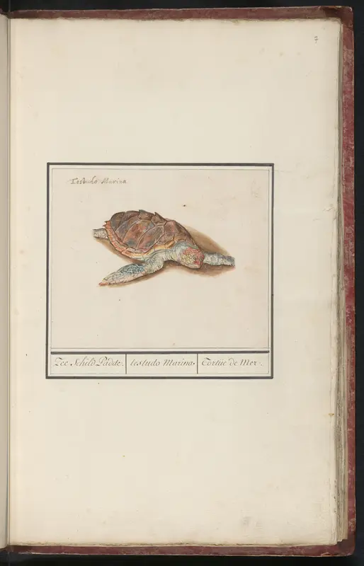 Zeeschildpad (Cheloniidae) Wall Art by Anselmus Boëtius de Boodt - High-Resolution Digital Print