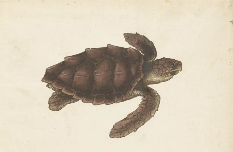 Zeeschildpad Wall Art by anonymous - High-Resolution Digital Print