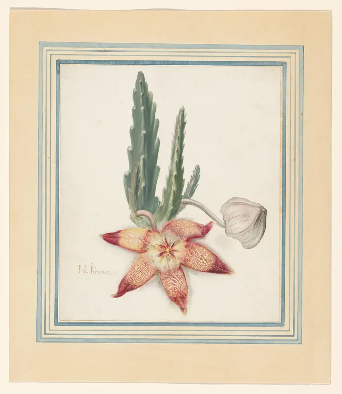 Zeester Bloem (Stapelia hirsuta) Wall Art by Nicolaas Juweel (I) - High-Resolution Digital Print