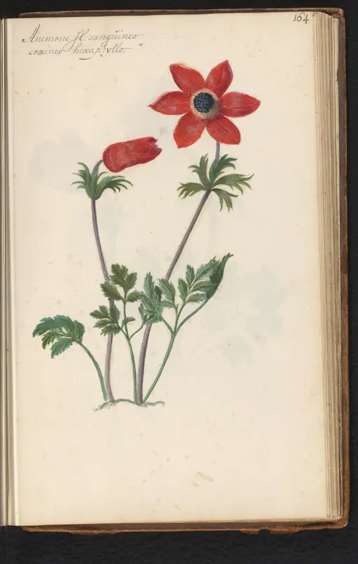 Zesbladige rode anemoon (Anemone) Wall Art by anonymous - High-Resolution Digital Print
