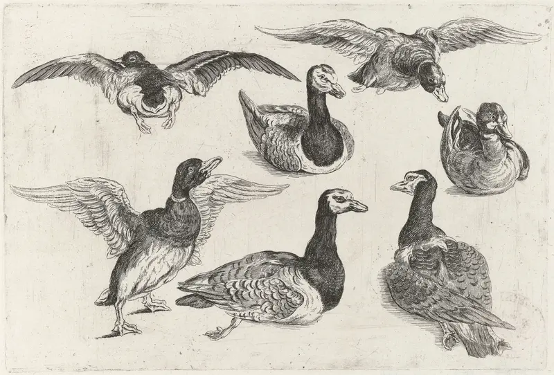 Zeven eenden Wall Art by Wenceslaus Hollar - High-Resolution Digital Print